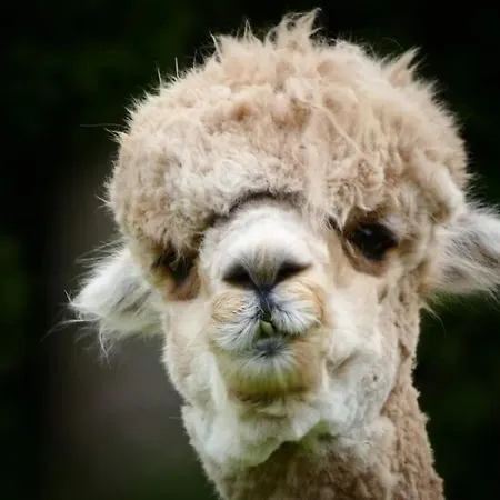 Bed & Breakfast De Raamberg 3*