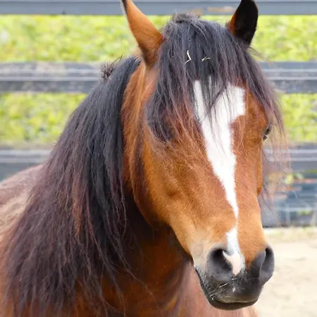 Bed & Breakfast De Raamberg Zundert