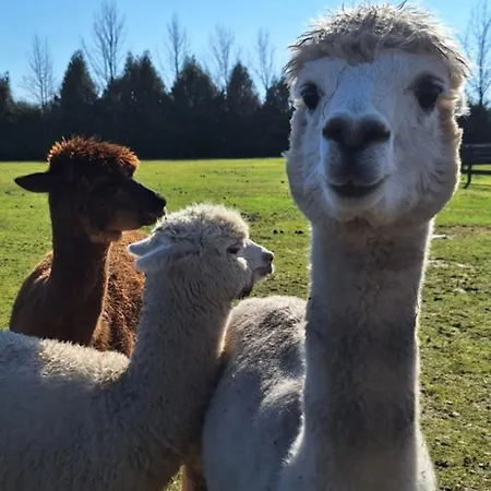 De Raamberg Bed & Breakfast Zundert