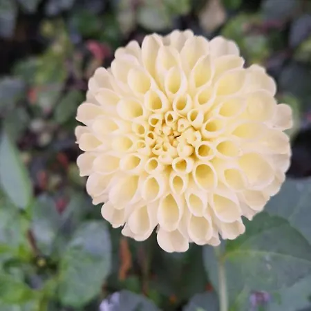 Bed & Breakfast De Raamberg 3*