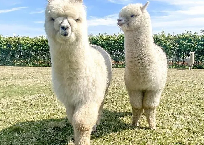 فندق مبيت وإفطار De Raamberg Zundert