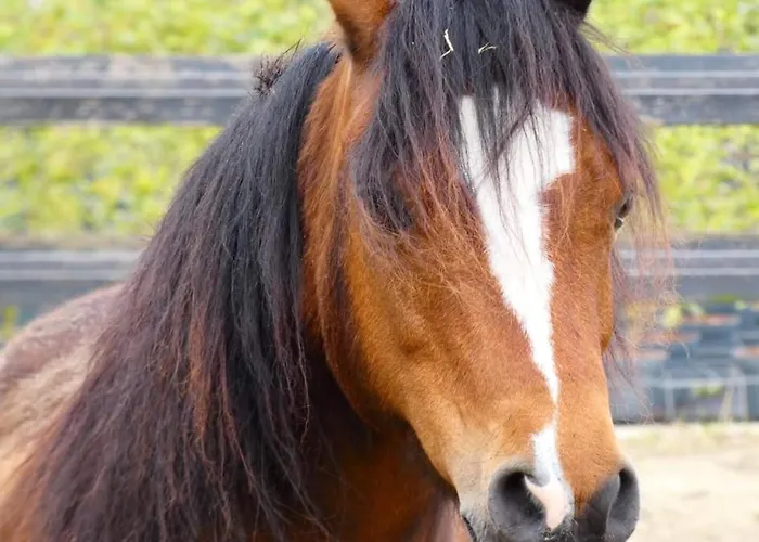 Bed & Breakfast De Raamberg Zundert