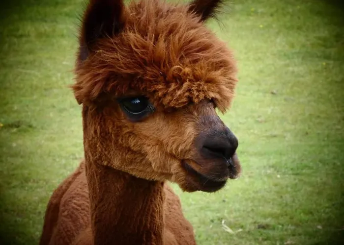 De Raamberg 3* Zundert