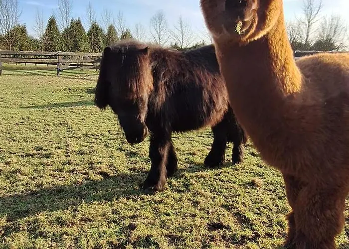De Raamberg فندق مبيت وإفطار Zundert