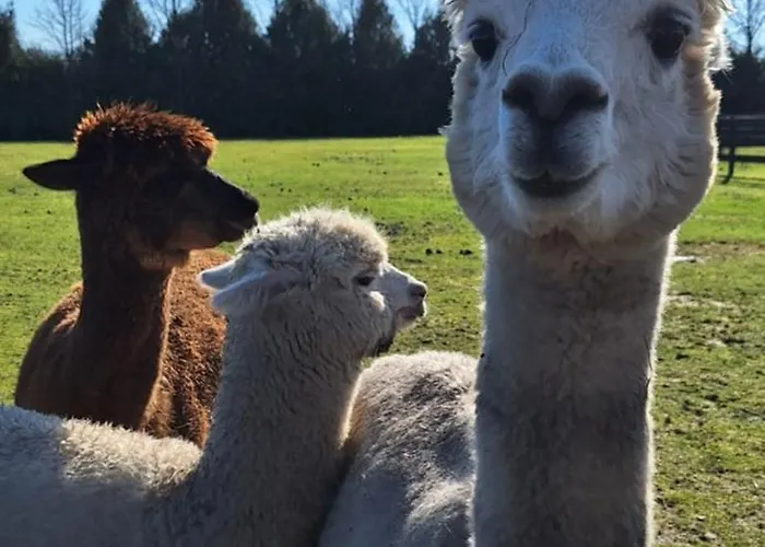 De Raamberg فندق مبيت وإفطار Zundert