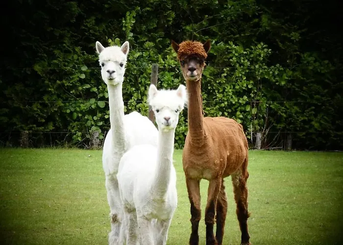 De Raamberg 3* Zundert
