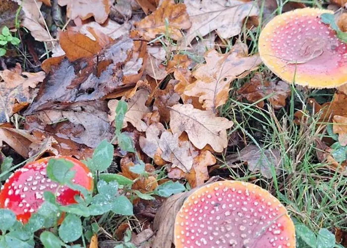 De Raamberg Bed & Breakfast Zundert