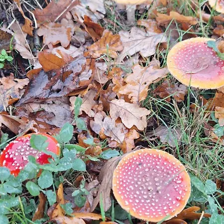 De Raamberg Bed & Breakfast Zundert