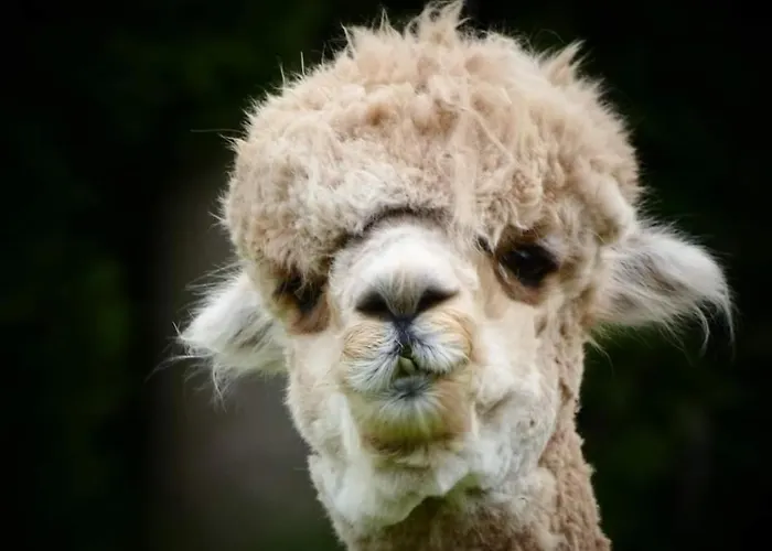 Bed & Breakfast De Raamberg 3*